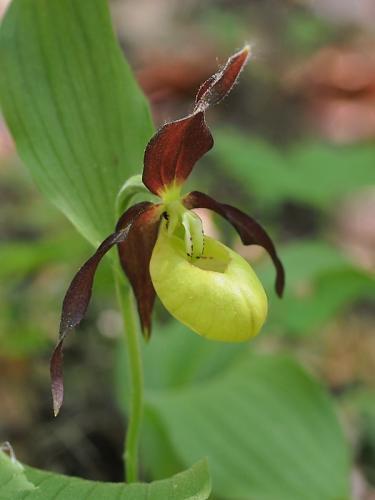 črievičník papučkový