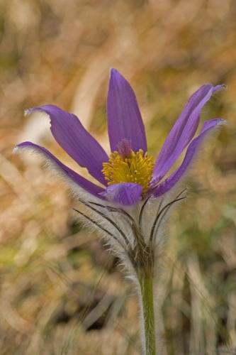 poniklec prostredný