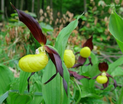 črievičník papučkový