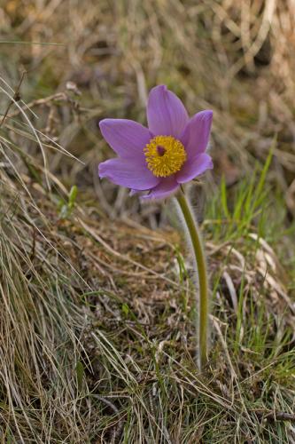 poniklec prostredný