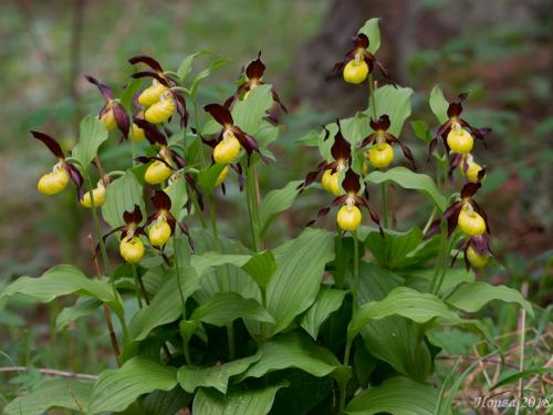 črievičník papučkový