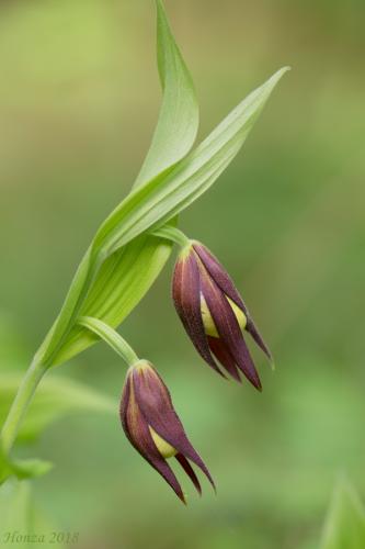 črievičník papučkový