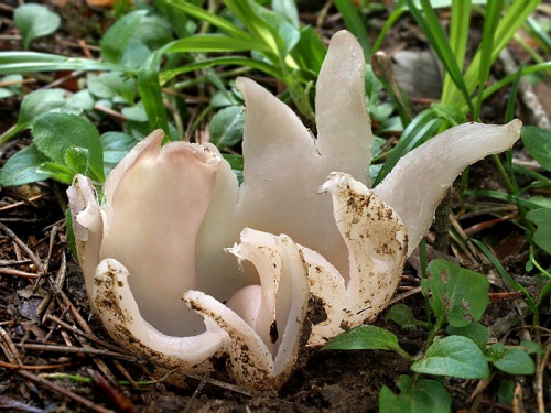 tulipánovka fialová / baňka velkokališná