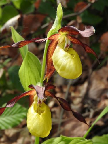 črievičník papučkový