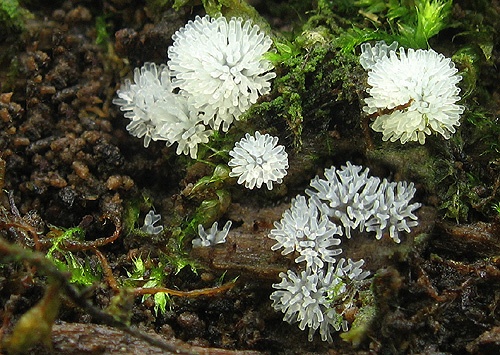 rohačka kríčkovitá / válečkovka keříčkovitá