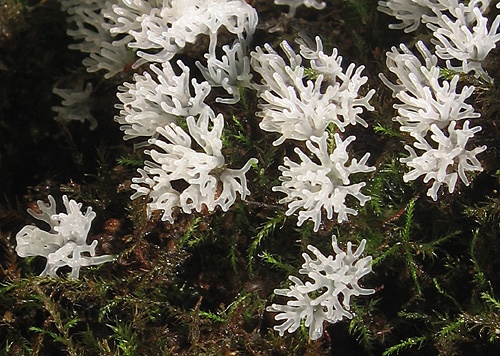 rohačka kríčkovitá / válečkovka keříčkovitá