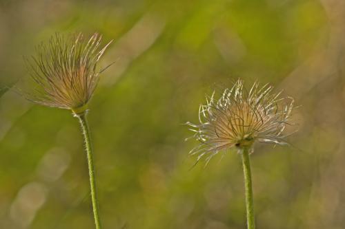 poniklec prostredný