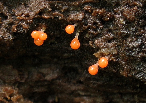 vlasnačka / vlasatka klamná