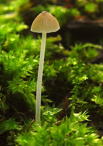 prilbička (bližšie neurčená)