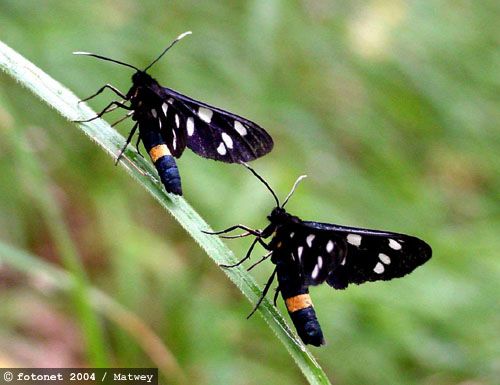 Bieloškvrnáč púpavcový