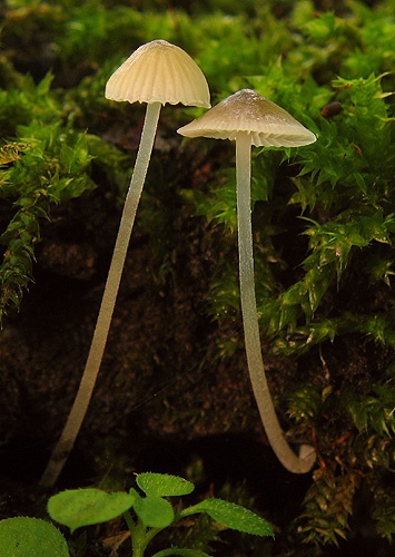 prilbička (bližšie neurčená)