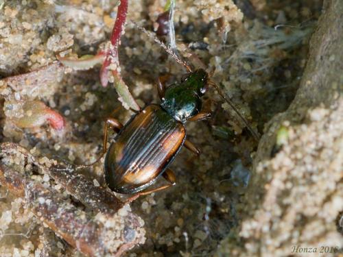 Bembidion (Peryphus) bualei