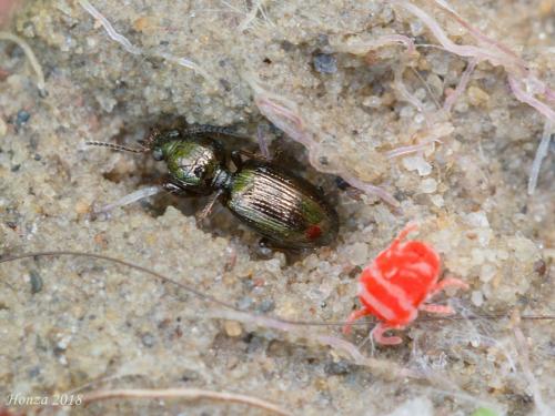 Dyschirius
