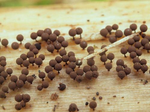 Enerthenema papillatum