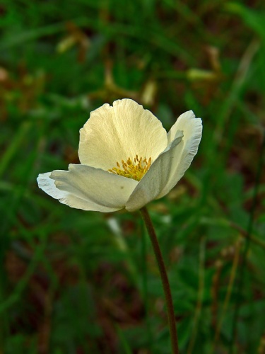 veternica lesná