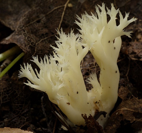 konárovka hrebenitá / kuřátečko hřebenité