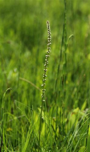 barička prímorská