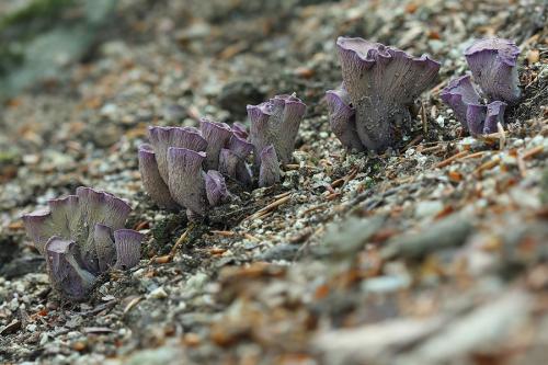 lievikovec kyjakovitý / stročkovec kyjovitý