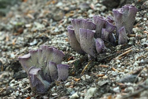 lievikovec kyjakovitý / stročkovec kyjovitý