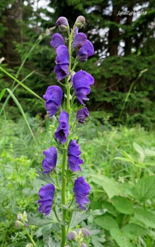 prilbica tuhá moravská