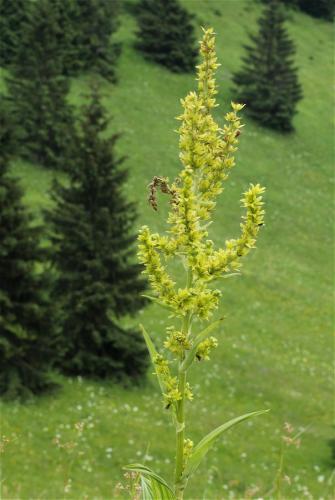 kýchavica biela Lobelova