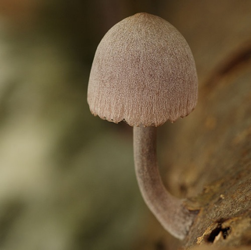 prilbička krvavomliečna / helmovka krvonohá