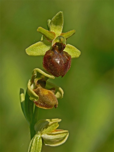 hmyzovník pavúkovitý