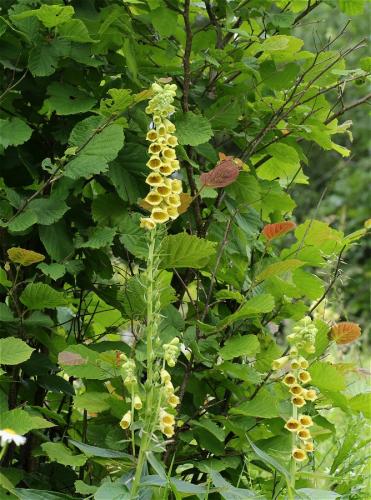 náprstník veľkokvetý