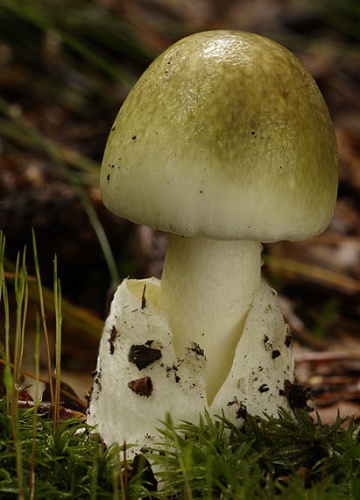 muchotrávka zelená / muchomůrka zelená