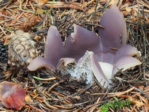 tulipánovka fialová / baňka velkokališná