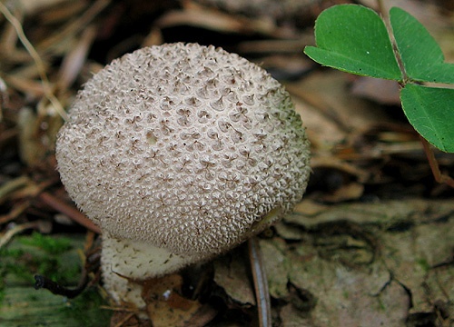 prášnica tmavá / pýchavka horská