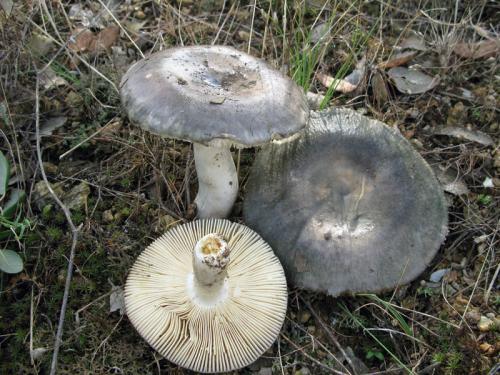 plávka strakatá / holubinka doupňáková