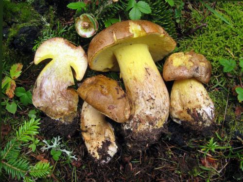 hríb horský / hřib horský