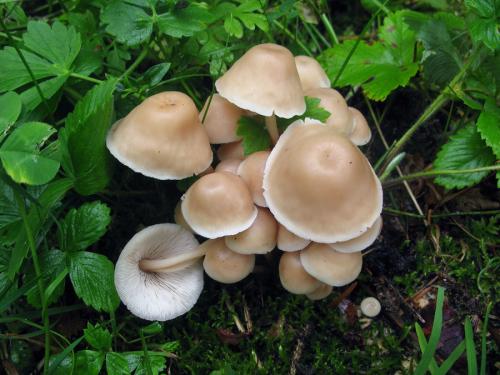 peniazovka trsovitá / penízovka splývavá