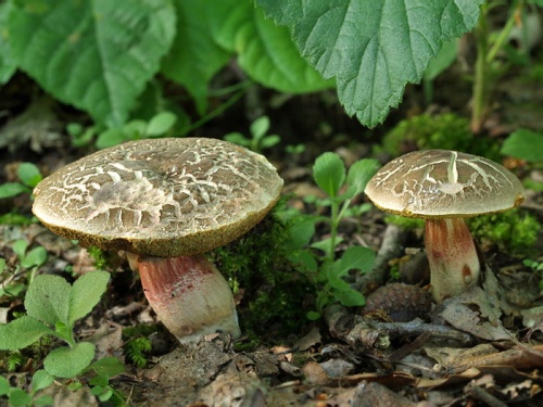 suchohríb žltomäsový / hřib žlutomasý