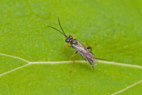 Allantus sp.