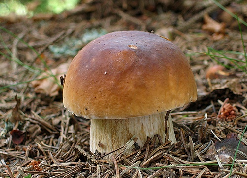 hríb smrekový / hřib smrkový