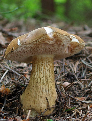 podhríb žlčový / hřib žlučník