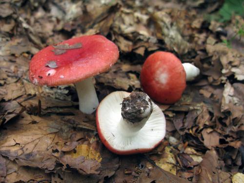 plávka (bližšie neurčená)