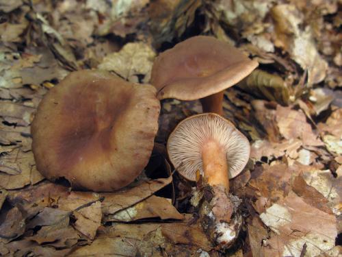 rýdzik sladkastý / ryzec nasládlý