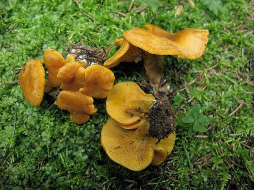 čírovnica vosková