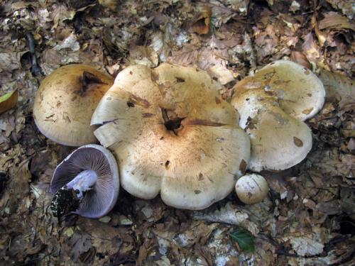 pavučinovec (bližšie neurčený)