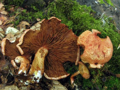 pavučinovec červenošupinkatý / pavučinec červenošupinný