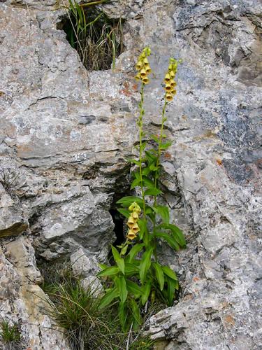 náprstník veľkokvetý
