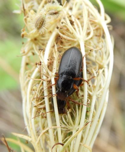 Ophonus sp.