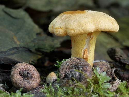 kuriatko jedlé / liška obecná