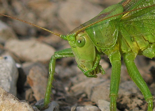 kobylka spevavá