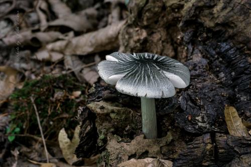 štítovka vŕbová / štítovka vrbová