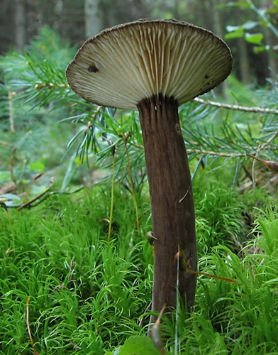 rýdzik čiernozamatový / ryzec černohlávek