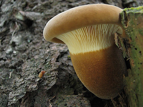 čechračka tmavohlúbiková / čechratka černohuňatá